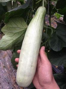 吃网红的瓜文案,一场吃瓜群众的狂欢盛宴