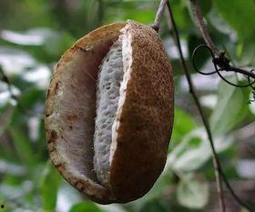 六枝八月瓜免费吃吗现在,“六枝八月瓜免费尝鲜活动来袭！”